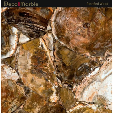 Semipreciosa Petrified Wood 